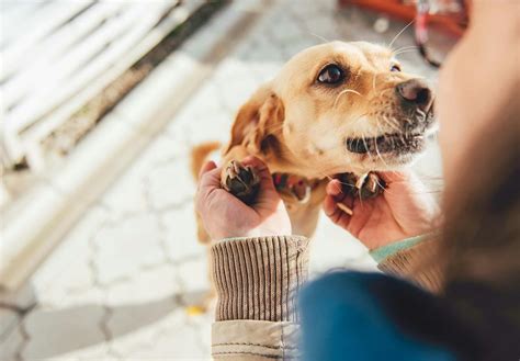 うれしょんイラマチオ|犬がうれしょんをする理由とは？治し方や治らないときの対策を。